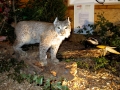 Luchs und Dachs